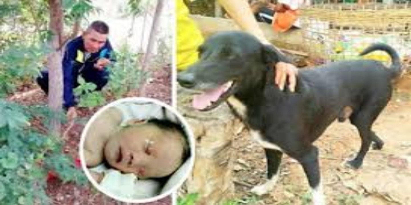 Mascotas: los 10 animales que salvaron la vida a sus dueños