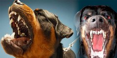 Los 10 perros más fuertes, feroces y peligrosos del mundo