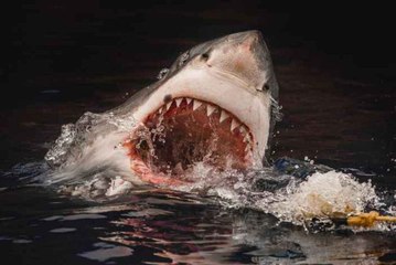 El enorme tiburón blanco roba la carnada al pescador