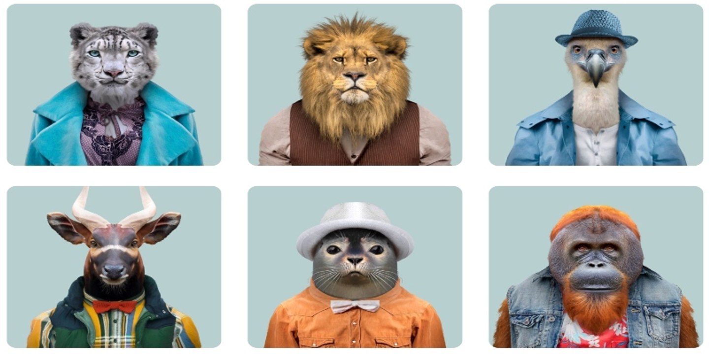 Inteligencia: Pulpo, delfín, chimpance, perro, hormiga... estos son los 10 animales más listos