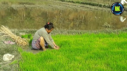 Village lifestyle in Nepal HD नेपालीको जीवनशैली ।