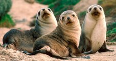 Estas focas han aprendido a repetir melodías producidas por humanos