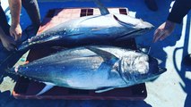 Medio Ambiente: Los secretos que se ocultan en una lata de atún