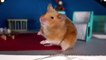 Short Film - Hamster CHRISTMAS HOUSE  Cardboard Hamster Xmas House