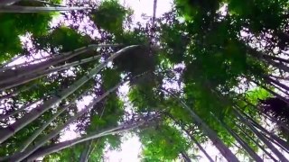 BAMBOO FOREST sound - Wind in leaves & cracking noise - Relaxing exotic place - Asia Indonesia Bambus خيزران 竹 대나무 bambú bambou бамбук बांस buluh ไม้ไผ่ tre pring bamboe ป่า alas Wald غابة 森林 숲 bosque forêt floresta лес जंगल hutan جنگل foresta alas Woud