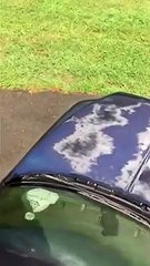 Una osa ataca a un hombre que se acercó a sus crías