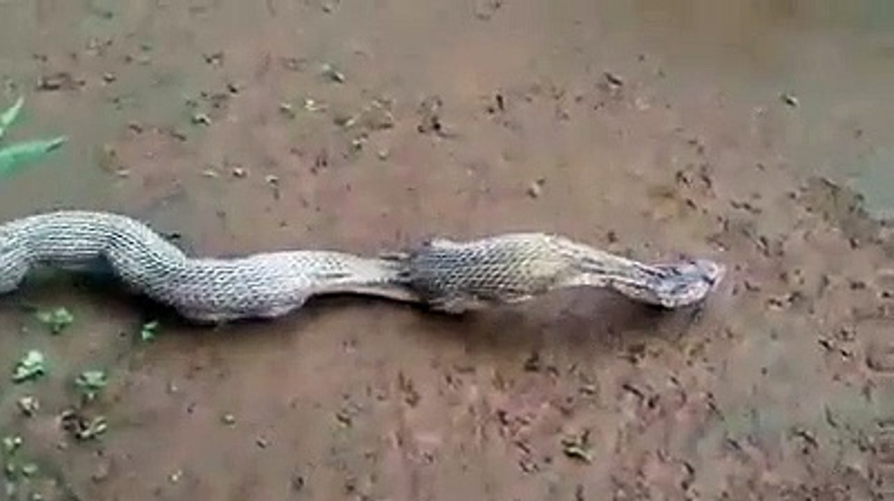 Snake giving eggs live