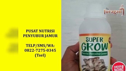 GROSIR! TELP/SMS/WA : 0822-7275-0345 (Tsel), Grosir Gizi Jamur Tiram Murah Denpasar Bali,