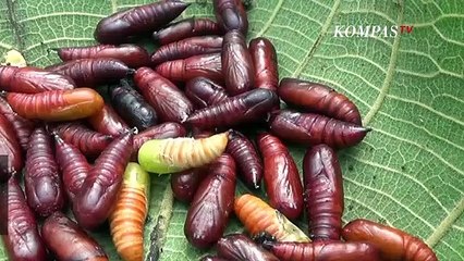 Unik: Warga Blitar Suka Makan Kepompong