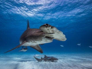 Combate canibal entre un tiburón tigre y un tiburón martillo