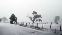 Las redes caen rendidas ante las imágenes de unos canguros retozando en la nieve tras una inesperada ola de frío en Australia