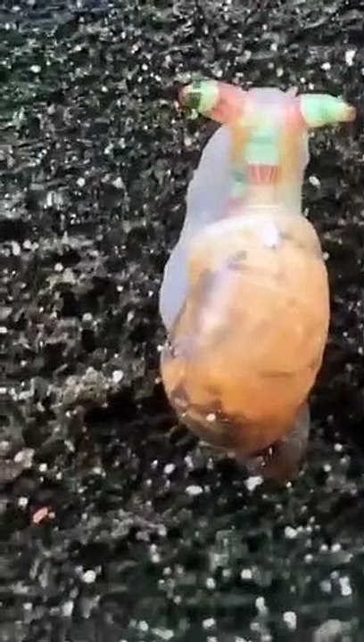 Impactantes imágenes de un caracol "zombi" con los cuernos brillando en flipantes colores psicodélicos