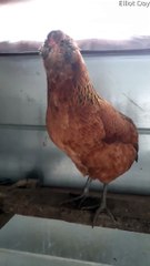 Chicken Laughs Hysterically at Worlds Oldest Joke