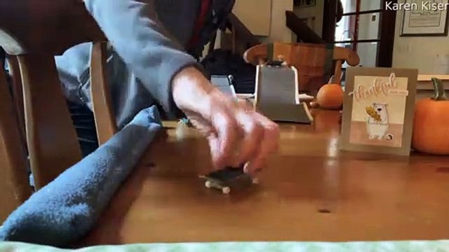 Skateboarding Parrot Shreds Mini Skatepark