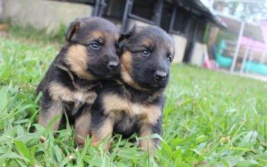 Así rescata la Guardia Civil a seis cachorros de pastor alemán enterrados vivos en Teruel