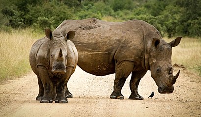 Placeres del Safari: cuando el rinoceronte persigue furioso al jeep de turistas