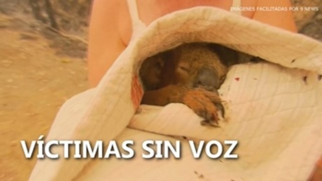 Víctimas sin voz: Los animales sufren las consecuencias de los incendios en Australia
