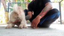 Kawin anjing kecil || Pawang Kawin dog Bali