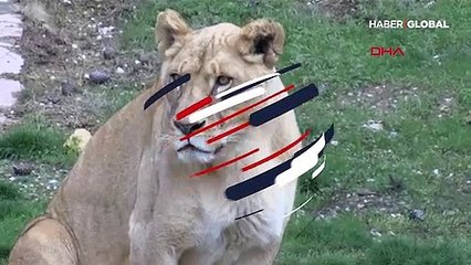 Cumhurbaşkanı Erdoğan'a hediye edilen aslanlar büyüdü