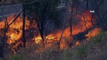 - Kanguru Adası’nın üçte biri yandı- Adada ekolojik trajedi yaşanıyor