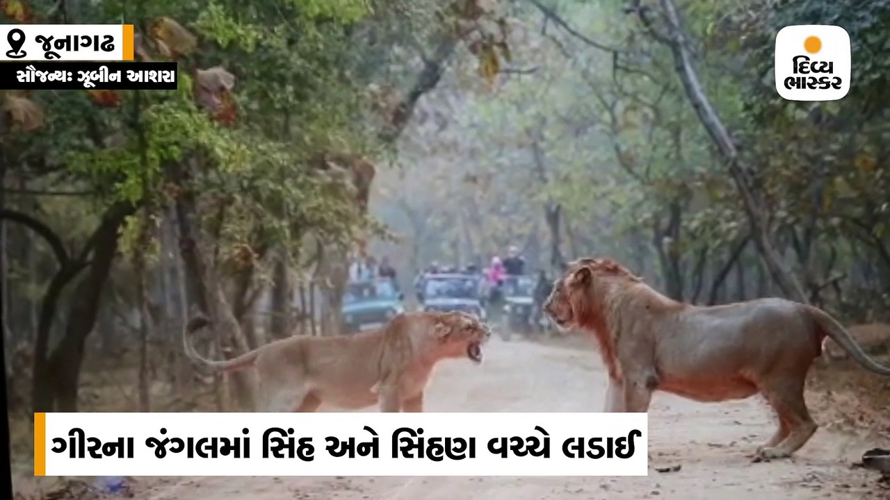 ગીરમાં સિંહ સિંહણની એકદમ નજીક પહોંચતા સિંહણે ઉશ્કેરાઈને સિંહને પંજો મારી દીધો