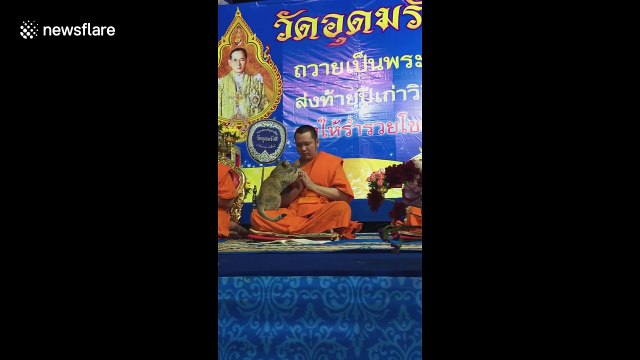 Playful cat won't stop bothering Buddhist monk during prayers