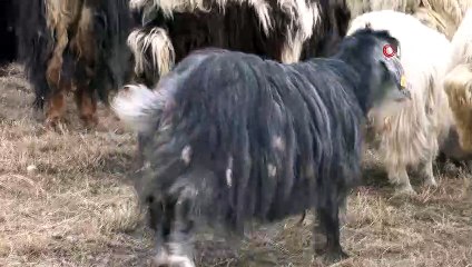 Kış ortası merada hayvan otlatma sevinci