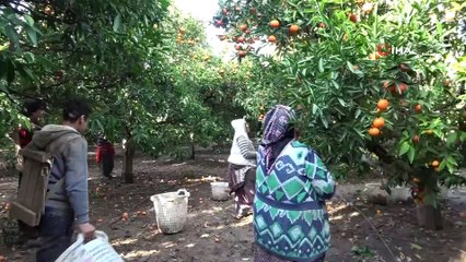 Narenciyenin başkentinde güle oynaya hasat