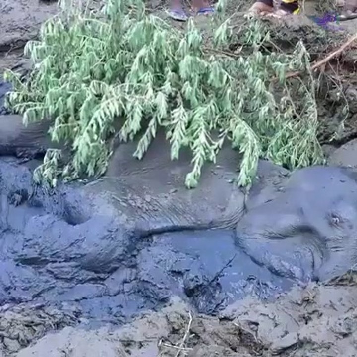Un éléphant sauvé de la boue par des humains aimants