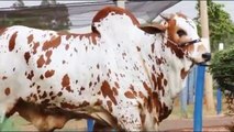 Best Nelore bulls | Nelore Touros | Ongole Gittalu