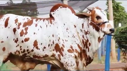 Best Nelore bulls | Nelore Touros | Ongole Gittalu