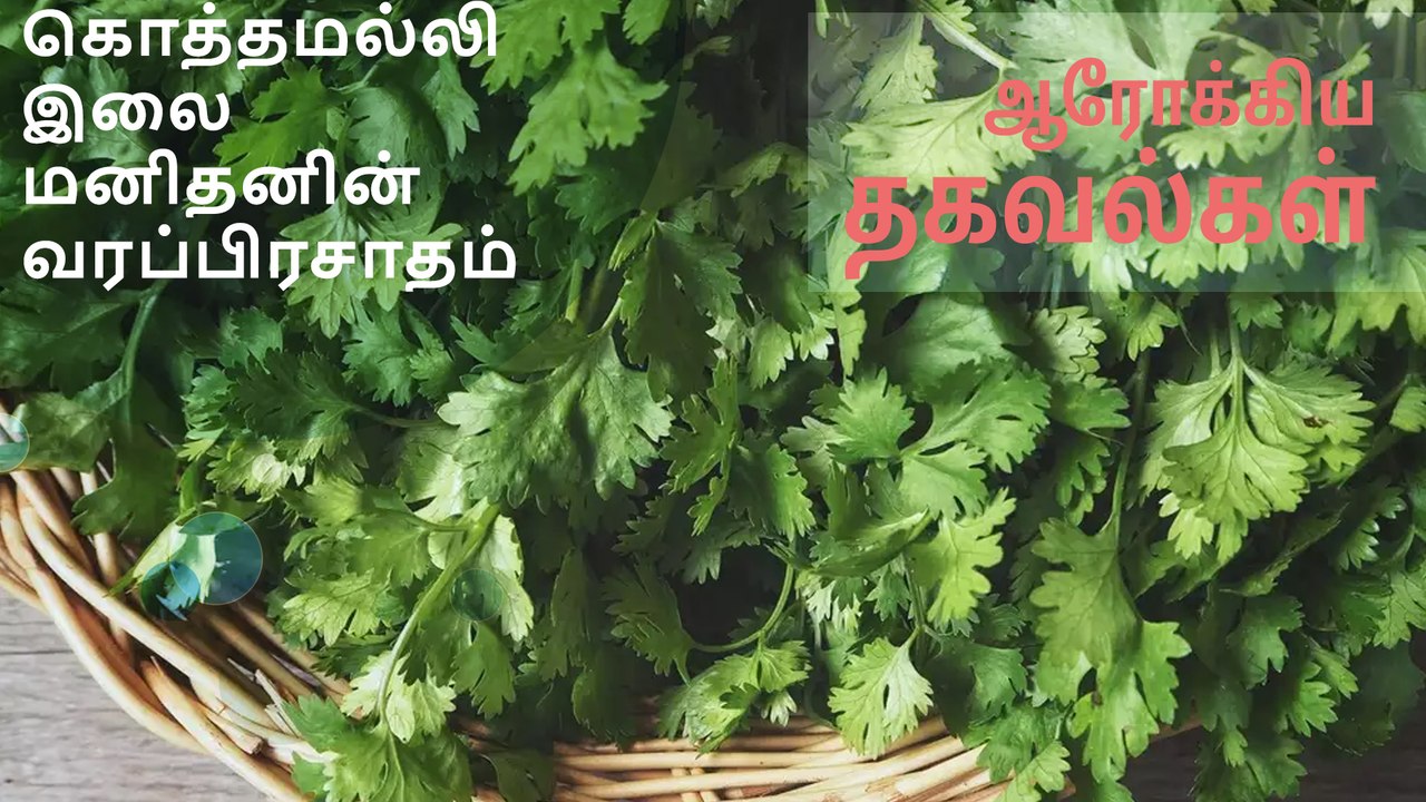 கொத்தமல்லி இலை மனிதனின் வரப்பிரசாதம்..!