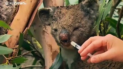 Testi épségüket kockára téve is mentik az emberek a koalákat Ausztráliában