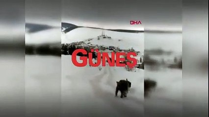 Kars Sarıkamış'ta eceline susamış köpekler boz ayının karşısına dikildi