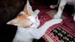 Playful Lovable Kittens, Kittens Playful Funny Fight. Kittens Play With Each Other. It looks like Funny Kittens Fight. Lovable catz.