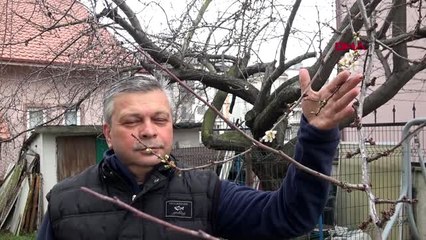 Bolu'da kış günü erik ağacı çiçek açtı