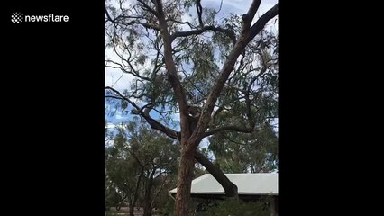 Listen to the incredible 'roar' let out by this koala on Raymond Island, Australia