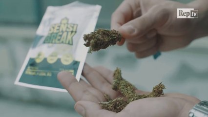 Itali, legalizohet “kanabisi ne vazo”