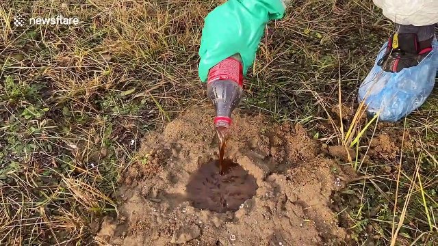Don't try this at home! Coca-Cola experiment produces explosive results