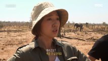 [HOT] face a dead elephant, 창사특집 다큐멘터리 휴머니멀 20200106