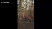 Bushfires leave forest floor covered in ash and trees burnt to a cinder in New South Wales