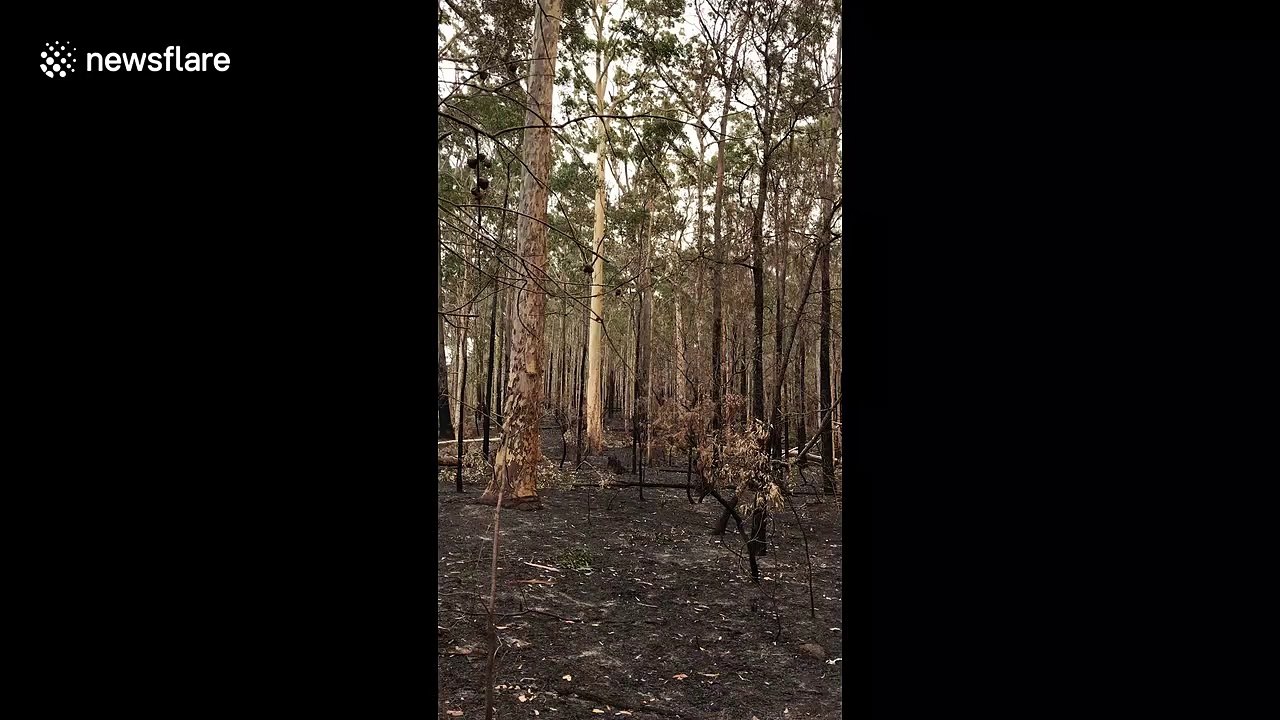 Bushfires leave forest floor covered in ash and trees burnt to a cinder in New South Wales