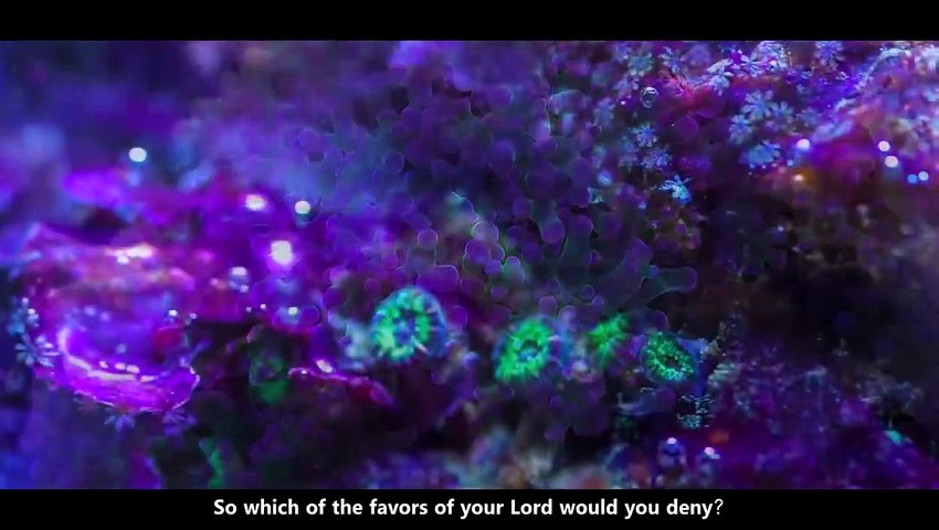 Download 64+ Contoh Surat Surat Ar Rahman Videos Terbaik Gratis