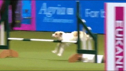 Funniest Animals | Try Not To Laugh | Funny Domestic And Wild Animals' Life