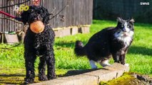 Puppy/Kitty Love! Cat & Dog Pair Form Inseparable Bond!