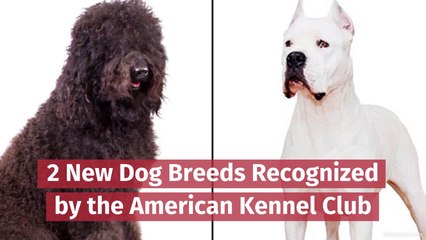 The American Kennel Club Update