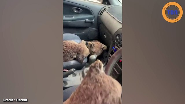 Australie : des adolescents remplissent leur voiture de koalas pour les sauver des flammes