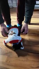Ce chat DETESTE avoir des habits et tombe sans arrêt !