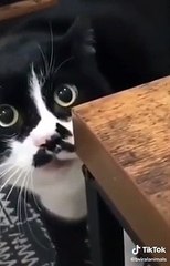 Ce chat parle pour supplier sa maîtresse !