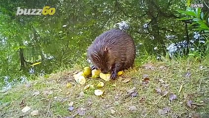 Beaver Found Months After Escaping Breeding Program in Search of True Love